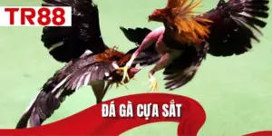 đá gà cựa sắt